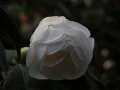 優しい光(White)①