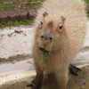 動物園に行こう①