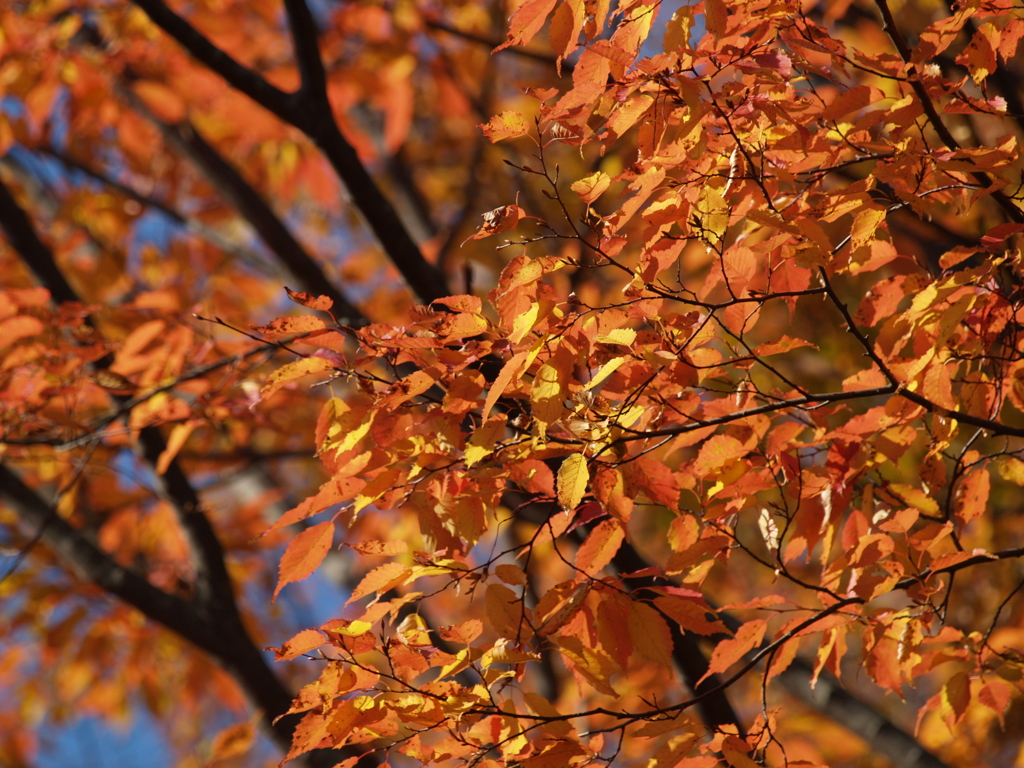 5M機で動物公園④