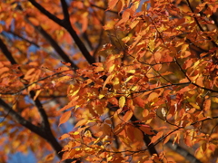 5M機で動物公園④