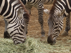 振り返り動物園④