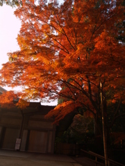 写真の光を、④