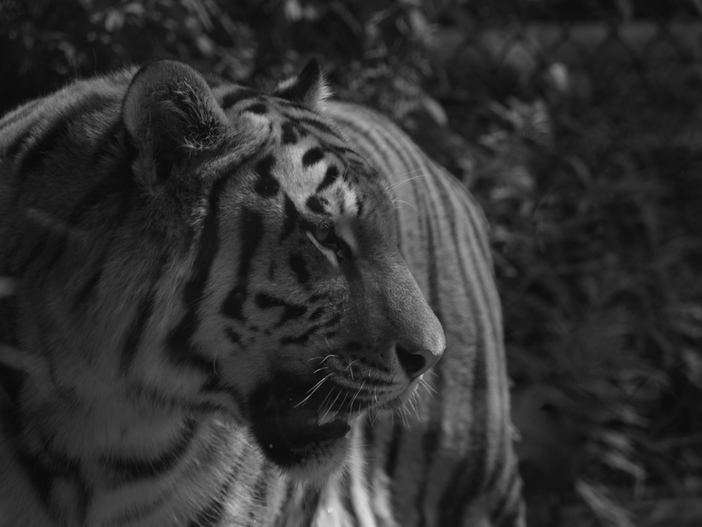 モノクロ動物園②