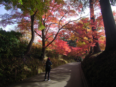 紅葉狩り_中尊寺③