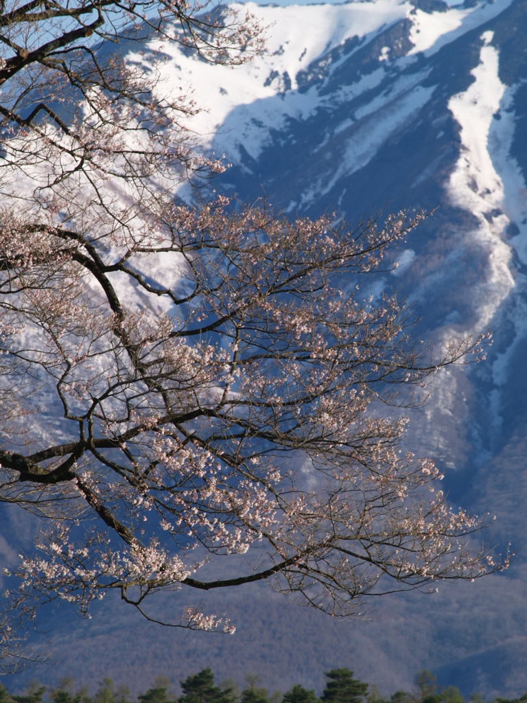 小岩井農場