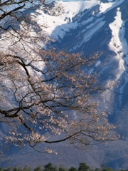 小岩井農場