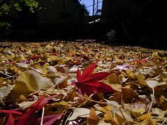 CCDの備忘録GX⑩