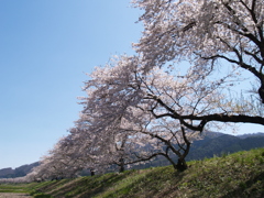 ギャラリー桜③