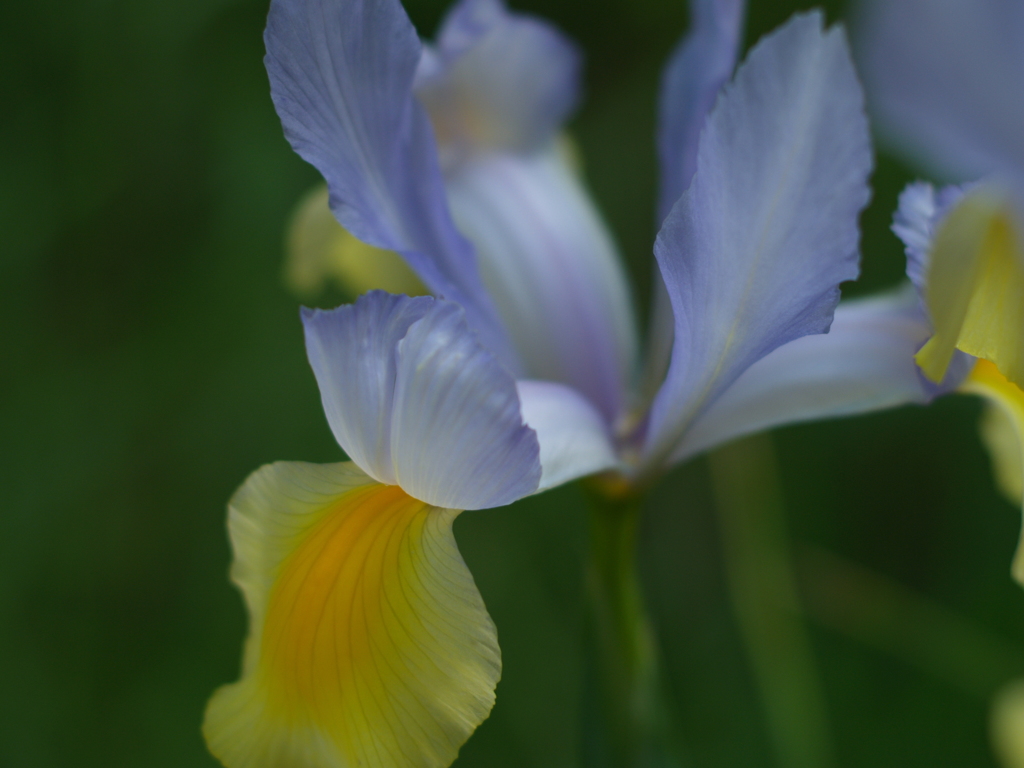 アイリスの花弁②