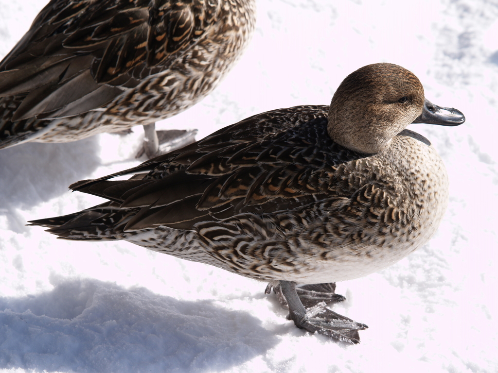 光・白は汚れない③