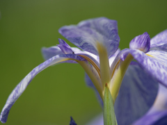 花菖蒲の見方②