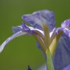 花菖蒲の見方②