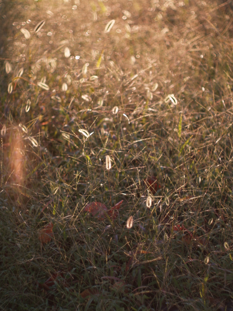 今年の秋は。。。