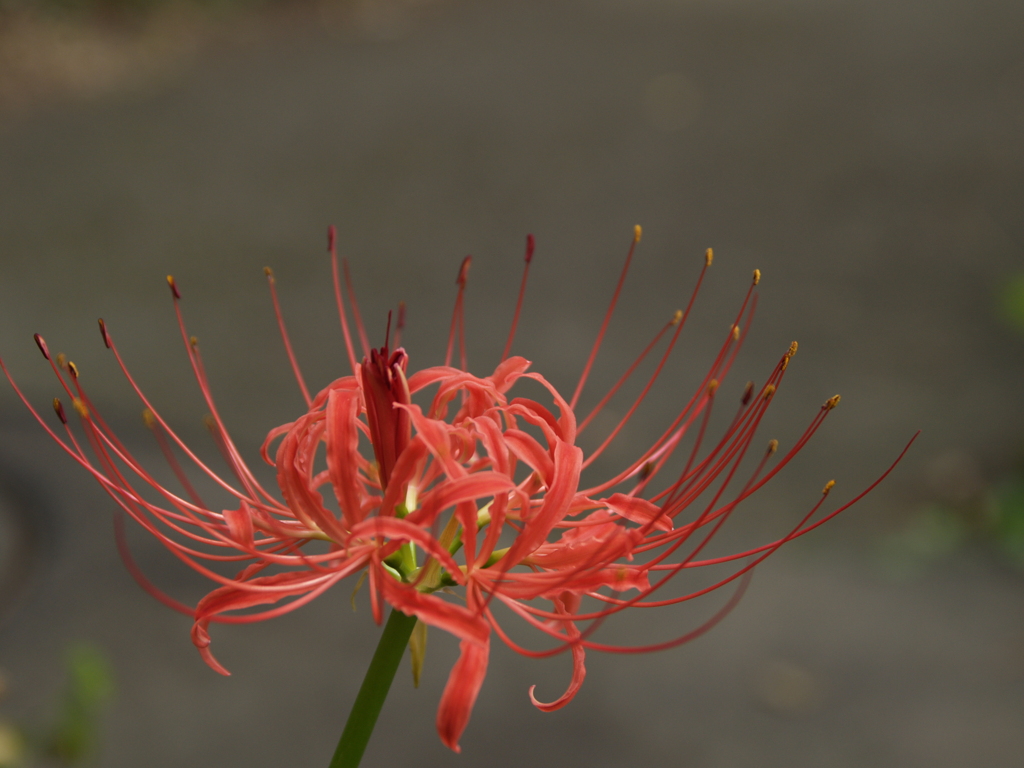 深大寺と神代植物公園②