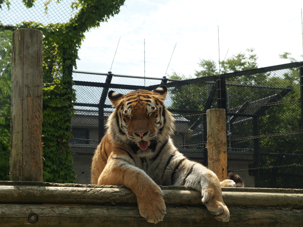 お散歩動物園④