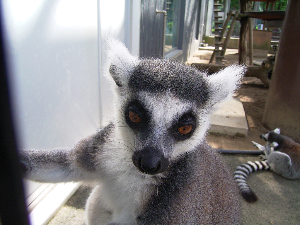 残暑の動物園⑤