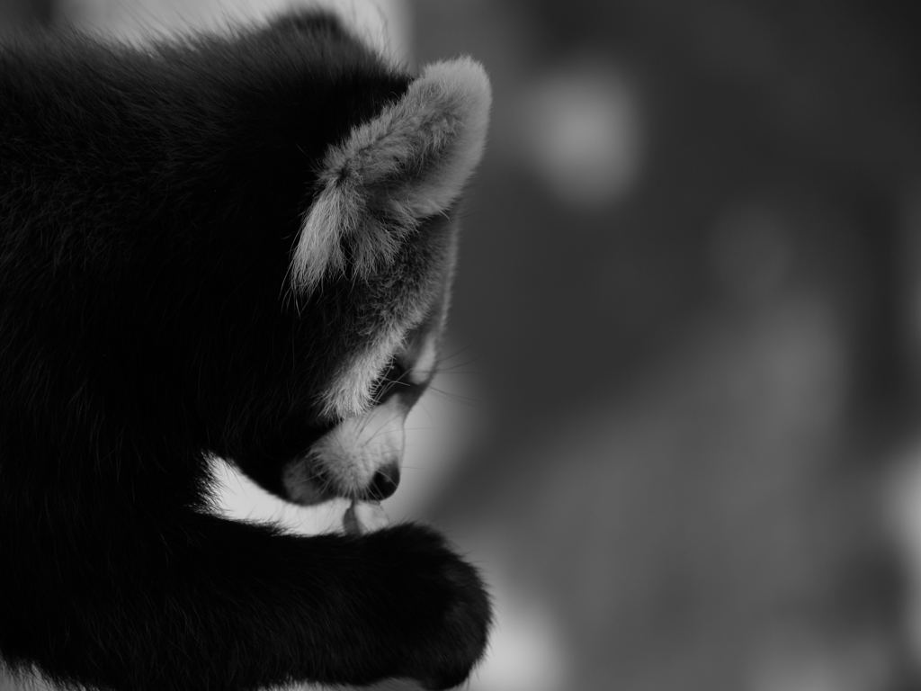 モノクロ動物園⑥