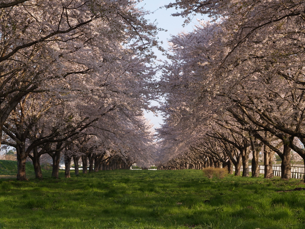 桜回廊①