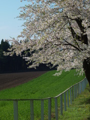 sample 自然な奥行き　柵
