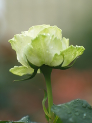 2016花巻温泉⑧