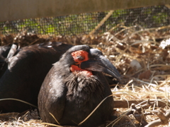 動物園の振り返り⑦