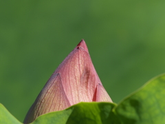 秋の日差しを待ちつつ①