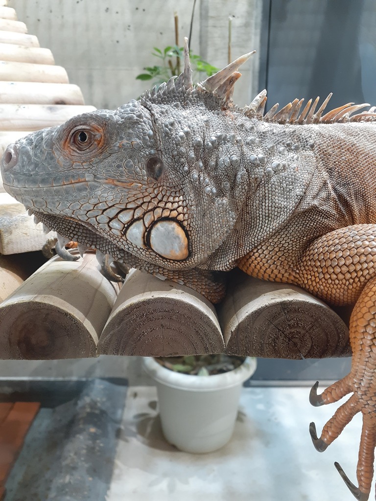 スマホ的動物園②