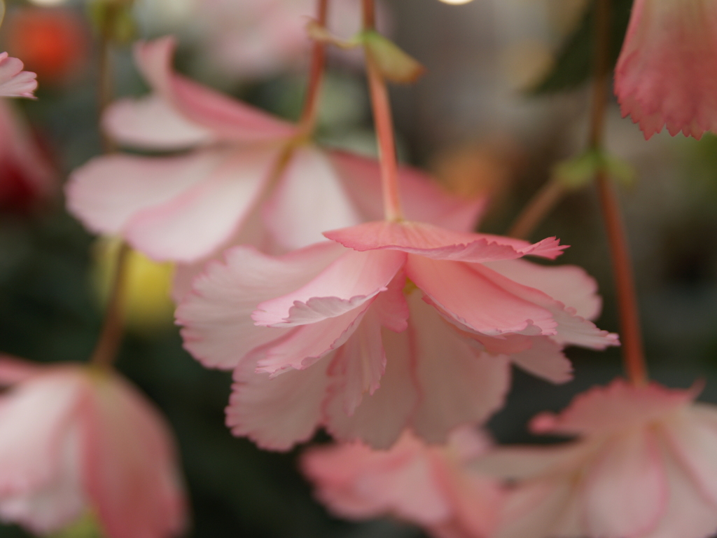 深大寺と神代植物公園⑩