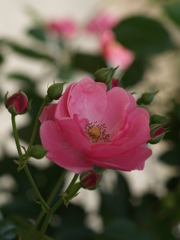 花巻温泉バラ園⑪