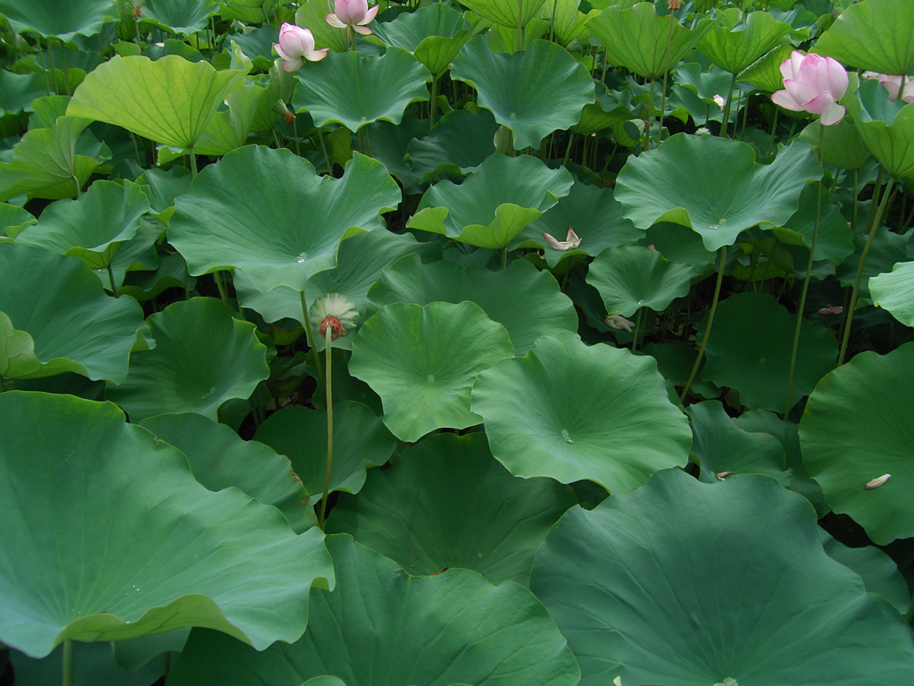 夏の緑④