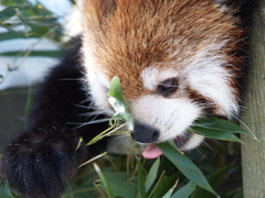 秋田_雪の動物園②