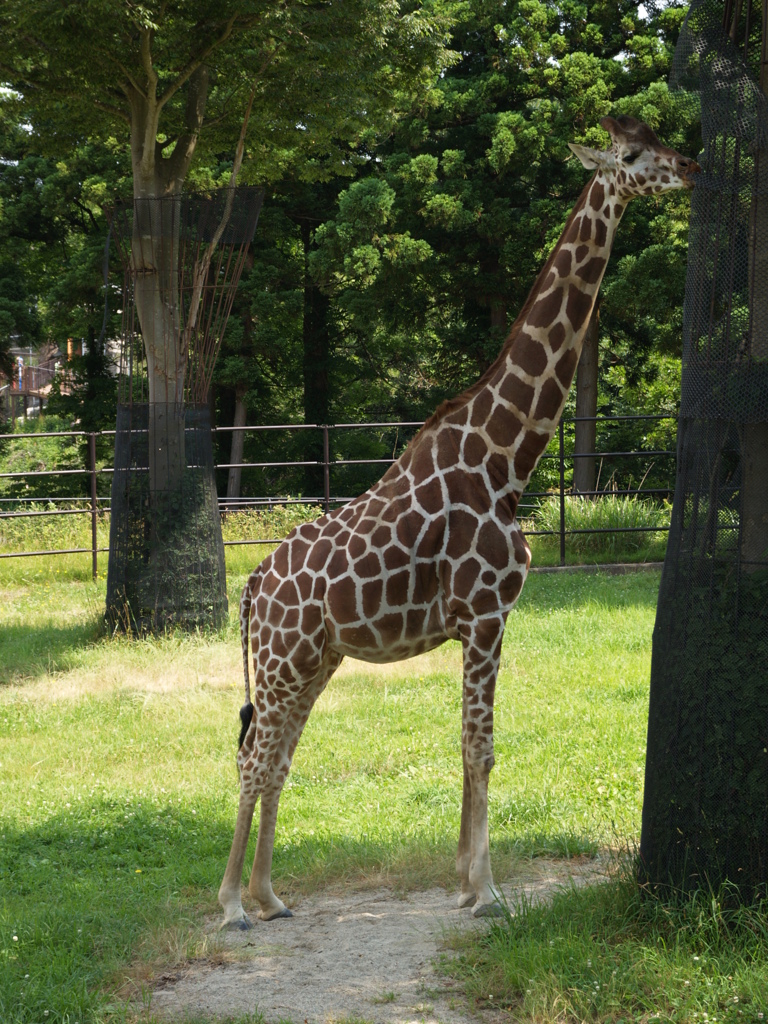 お散歩動物園②