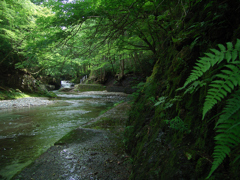 水辺の緑②