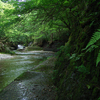 水辺の緑②