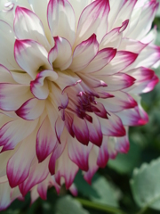 秋晴れ「秋田国際ダリア園」⑦ 秋晴れ「秋田国際ダリア園」⑦