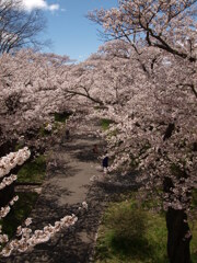 桜並木の満開の上