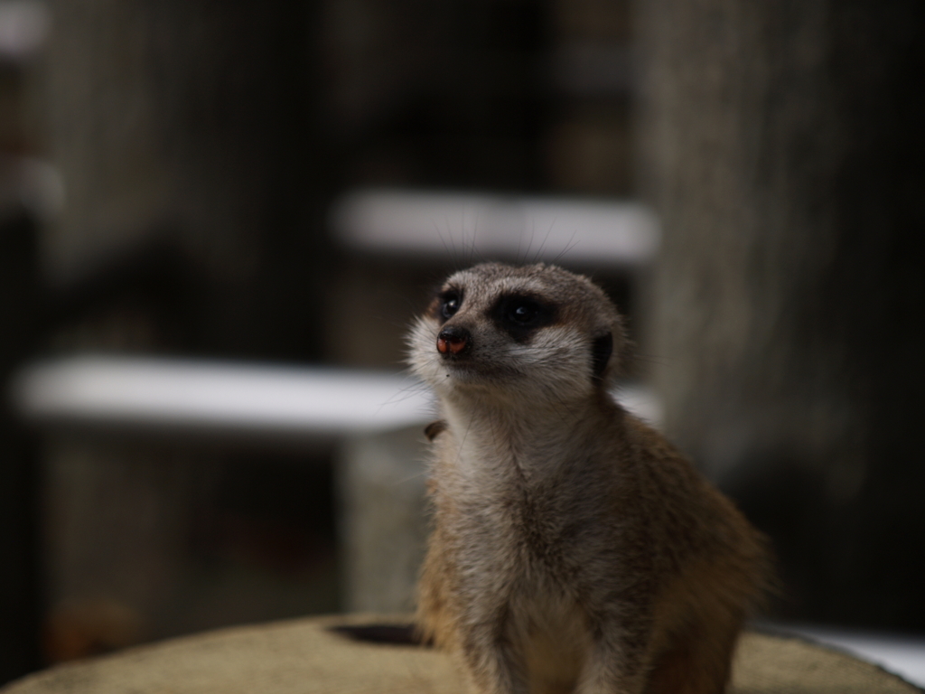 動物公園①