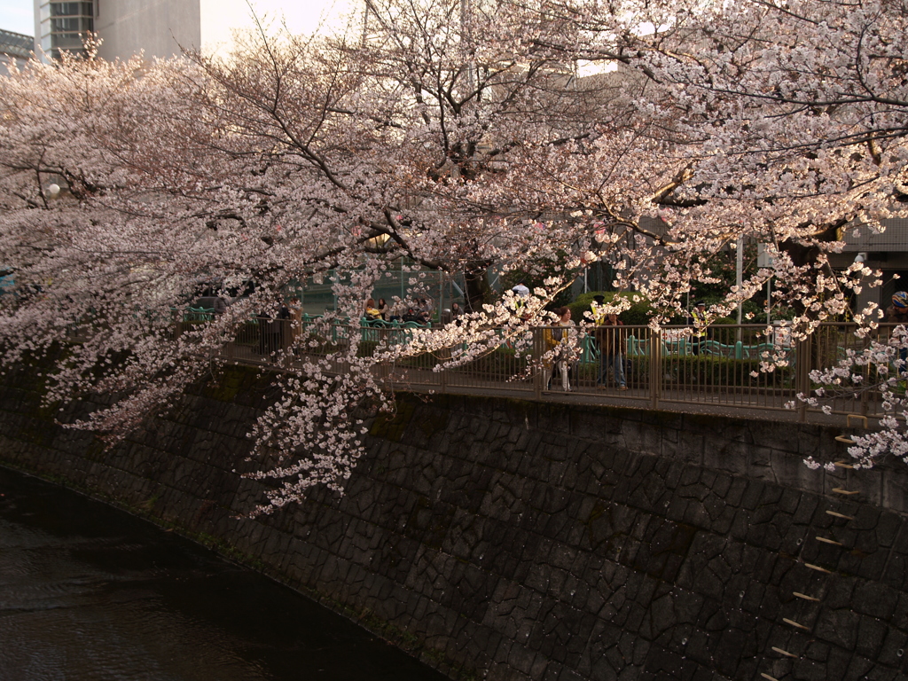 市街地の桜②