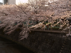 市街地の桜②