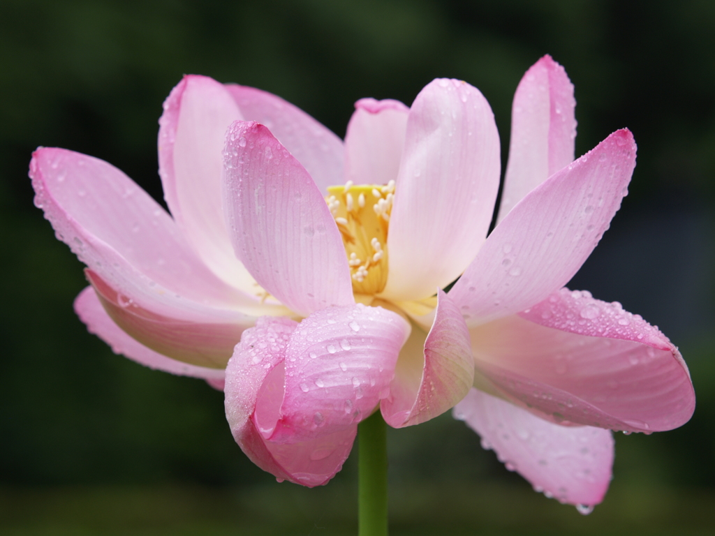 光、水、花　不自然