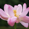 光、水、花　不自然