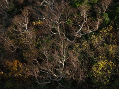 今日の八甲田⑥