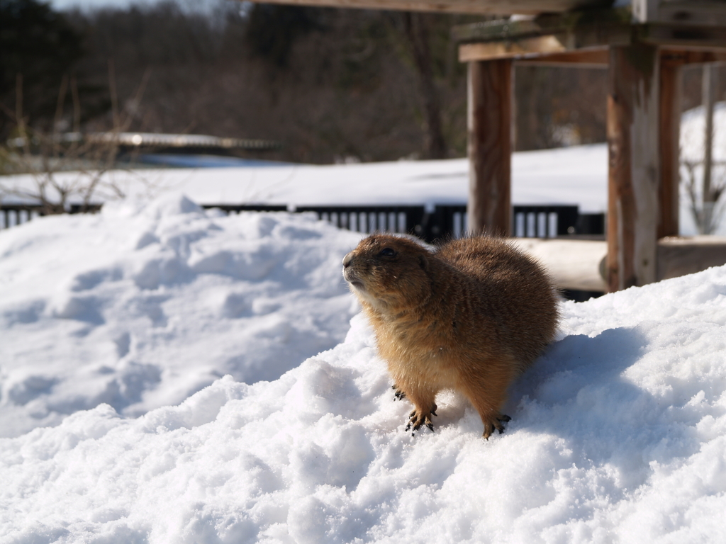 秋田_雪の動物園⑬