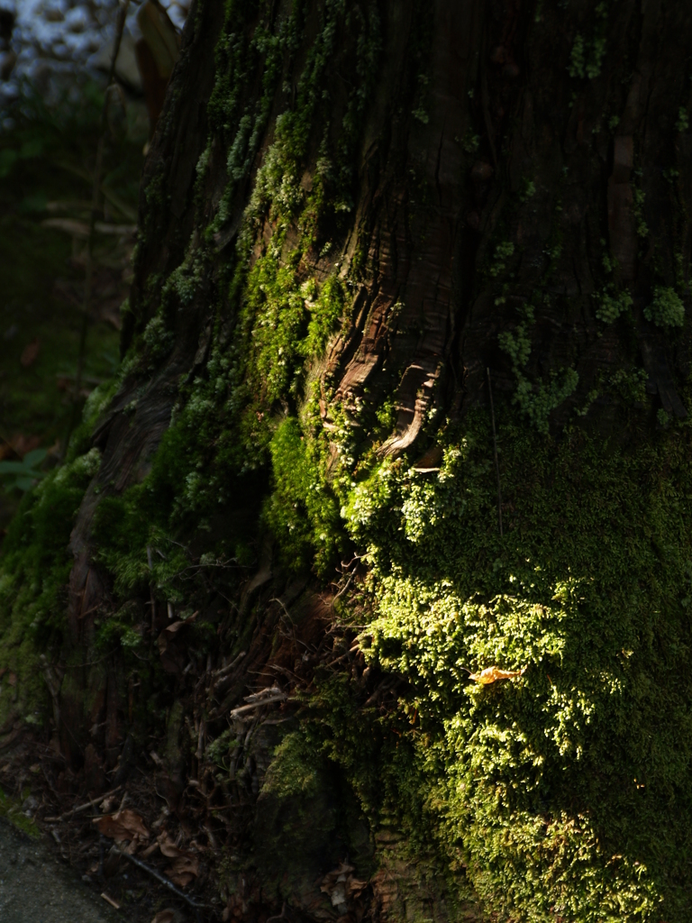 水と緑② by 低感度フォト （ID：11346167） 写真共有サイトPHOTOHITO