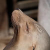 秋田_雪の動物園③