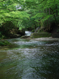水辺の緑⑥