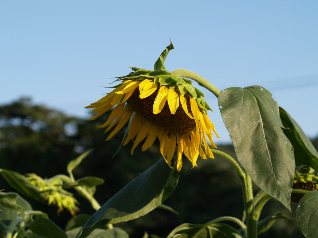 今年の夏は。。①