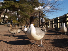 冬の憩④