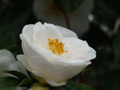 三陸・大船渡つばきまつり②