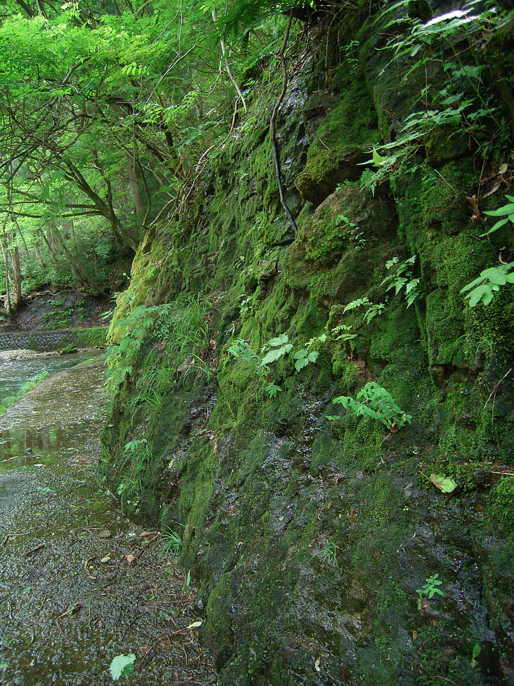水辺の緑③